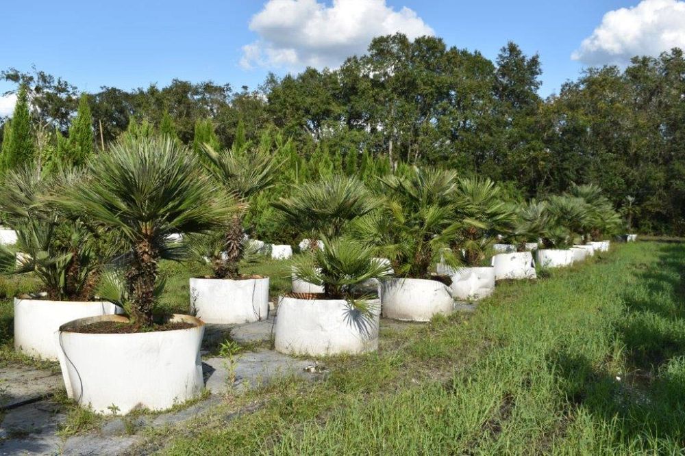 chamaerops-humilis-european-fan-palm-mediterranean-fan-palm