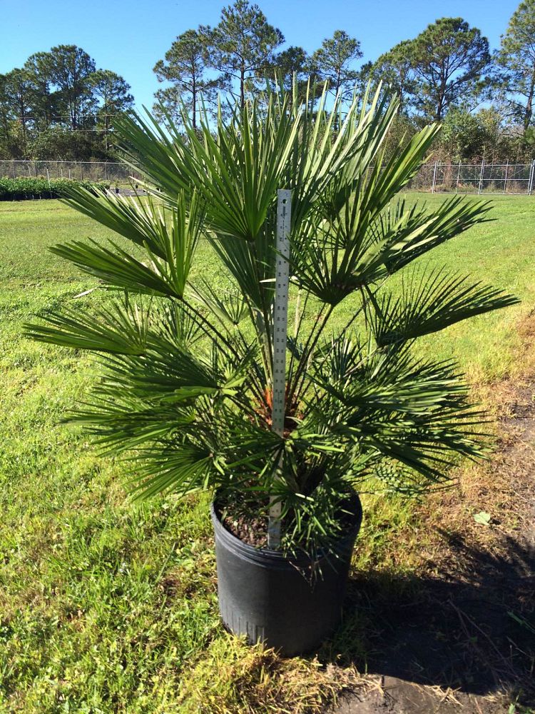 chamaerops-humilis-european-fan-palm-mediterranean-fan-palm