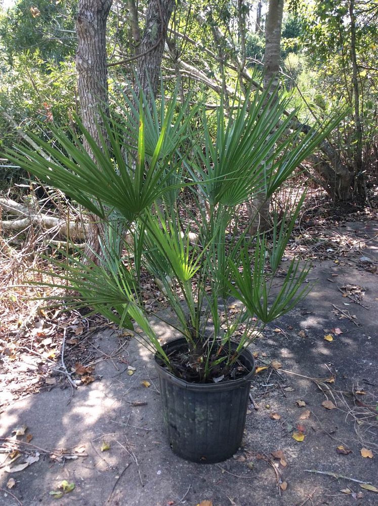 chamaerops-humilis-european-fan-palm-mediterranean-fan-palm