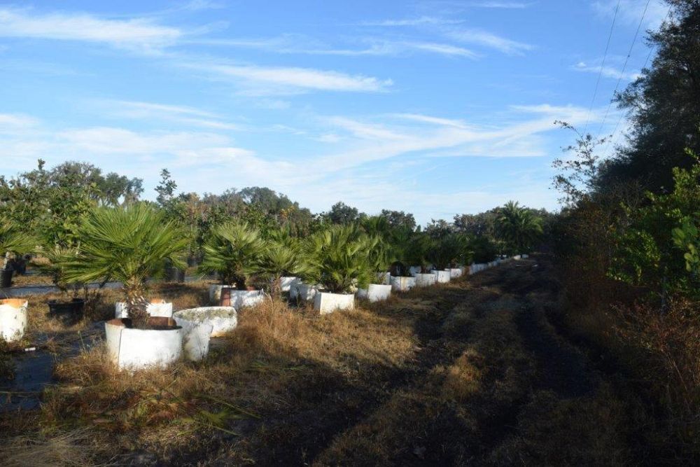chamaerops-humilis-european-fan-palm-mediterranean-fan-palm