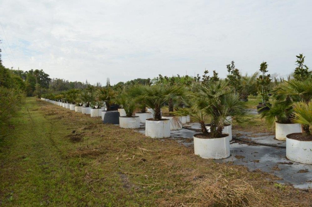 chamaerops-humilis-european-fan-palm-mediterranean-fan-palm