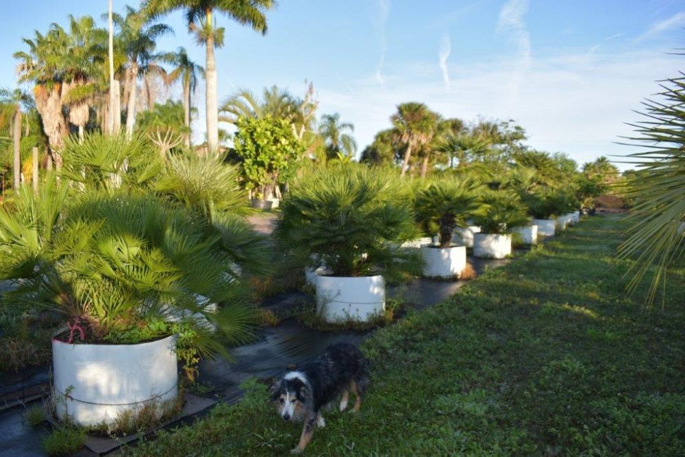 chamaerops-humilis-european-fan-palm-mediterranean-fan-palm