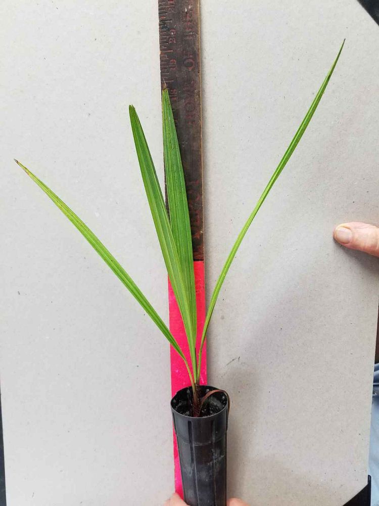 chamaerops-humilis-european-fan-palm-mediterranean-fan-palm