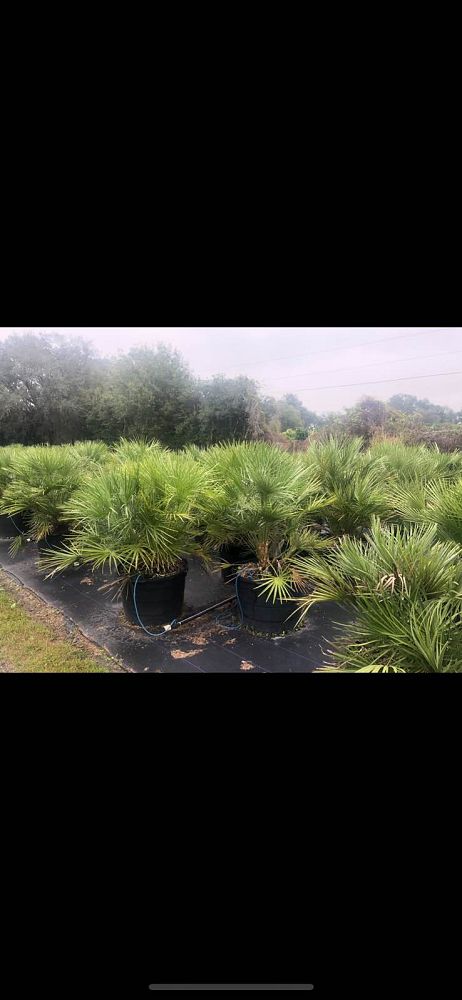 chamaerops-humilis-european-fan-palm-mediterranean-fan-palm
