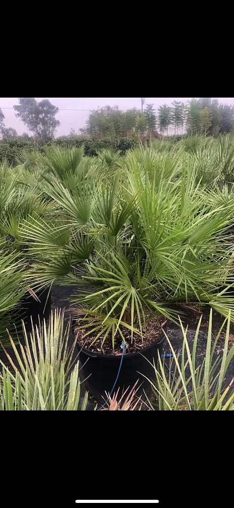 chamaerops-humilis-european-fan-palm-mediterranean-fan-palm