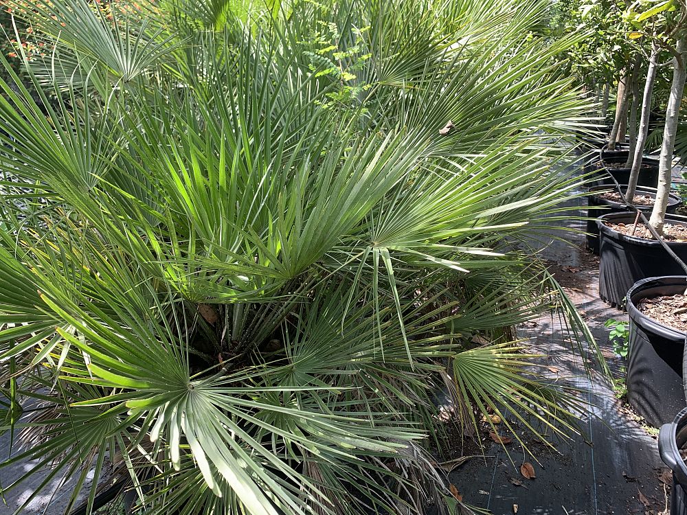 chamaerops-humilis-european-fan-palm-mediterranean-fan-palm