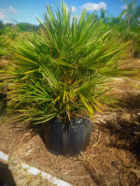 chamaerops-humilis-european-fan-palm-mediterranean-fan-palm