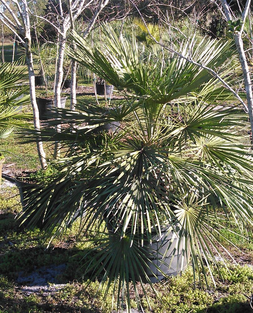 chamaerops-humilis-european-fan-palm-mediterranean-fan-palm