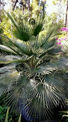chamaerops-humilis-european-fan-palm-mediterranean-fan-palm