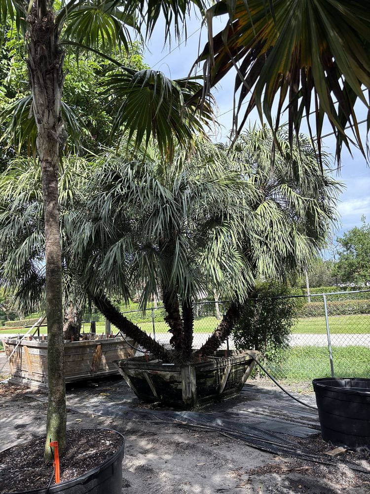 chamaerops-humilis-european-fan-palm-mediterranean-fan-palm