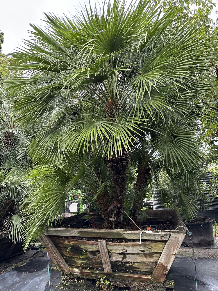 chamaerops-humilis-european-fan-palm-mediterranean-fan-palm