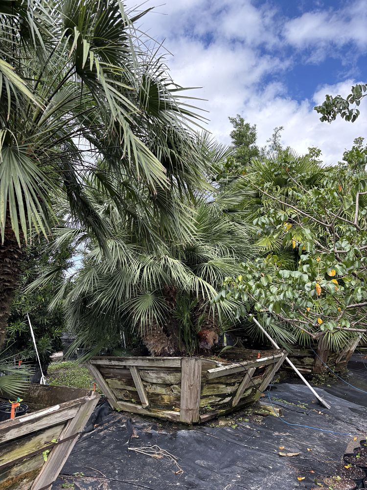 chamaerops-humilis-european-fan-palm-mediterranean-fan-palm