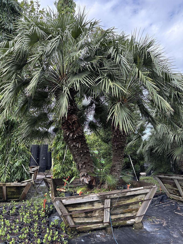 chamaerops-humilis-european-fan-palm-mediterranean-fan-palm