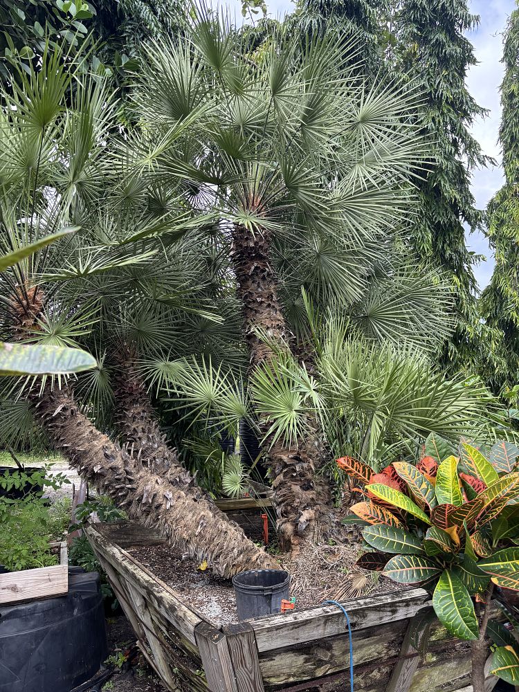 chamaerops-humilis-european-fan-palm-mediterranean-fan-palm