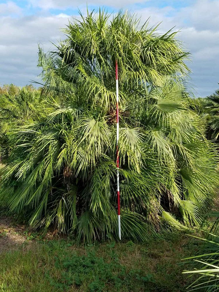 chamaerops-humilis-european-fan-palm-mediterranean-fan-palm