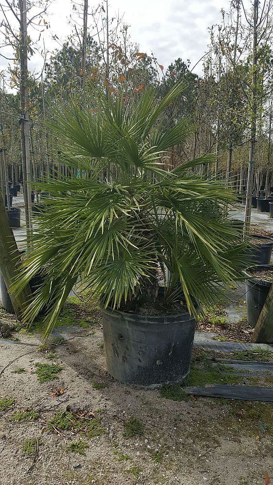 chamaerops-humilis-european-fan-palm-mediterranean-fan-palm