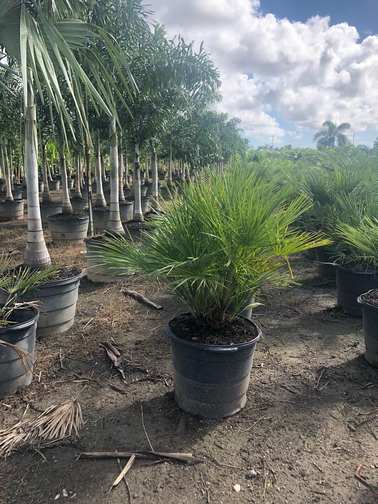 chamaerops-humilis-european-fan-palm-mediterranean-fan-palm