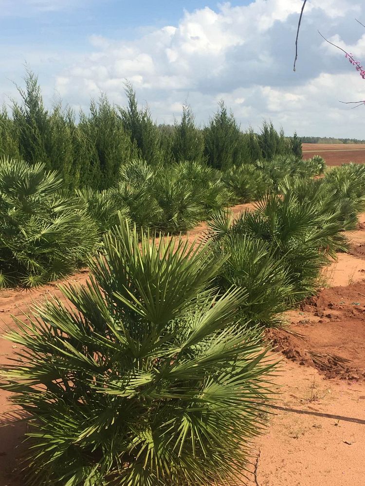 chamaerops-humilis-european-fan-palm-mediterranean-fan-palm