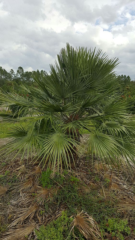 chamaerops-humilis-european-fan-palm-mediterranean-fan-palm