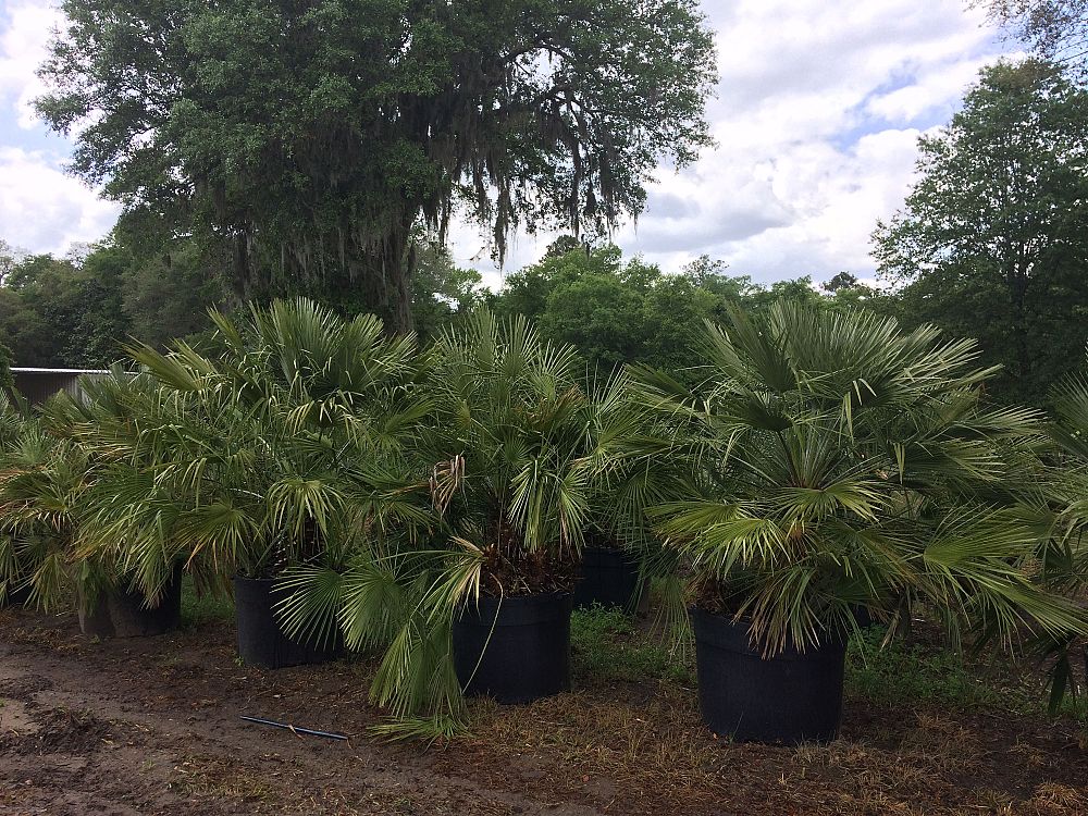 chamaerops-humilis-european-fan-palm-mediterranean-fan-palm