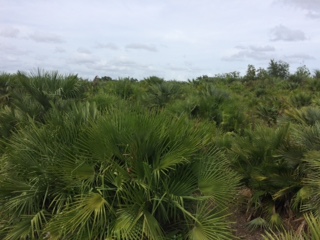 chamaerops-humilis-european-fan-palm-mediterranean-fan-palm