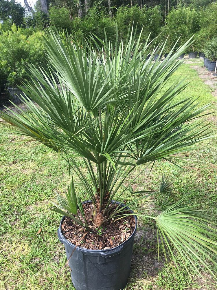 chamaerops-humilis-european-fan-palm-mediterranean-fan-palm