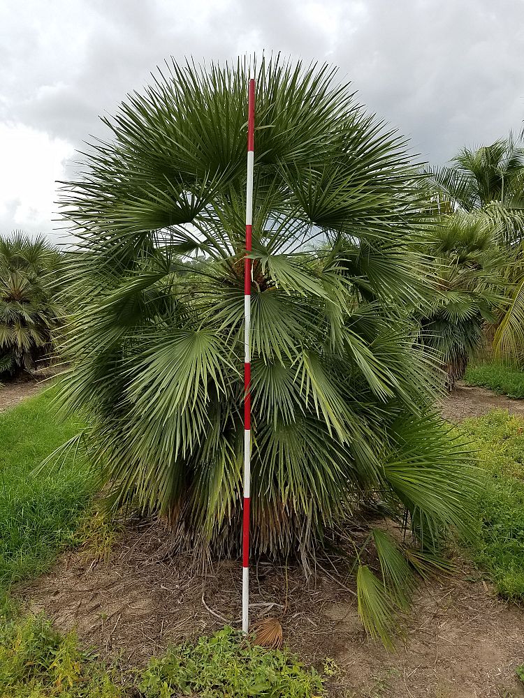 chamaerops-humilis-european-fan-palm-mediterranean-fan-palm