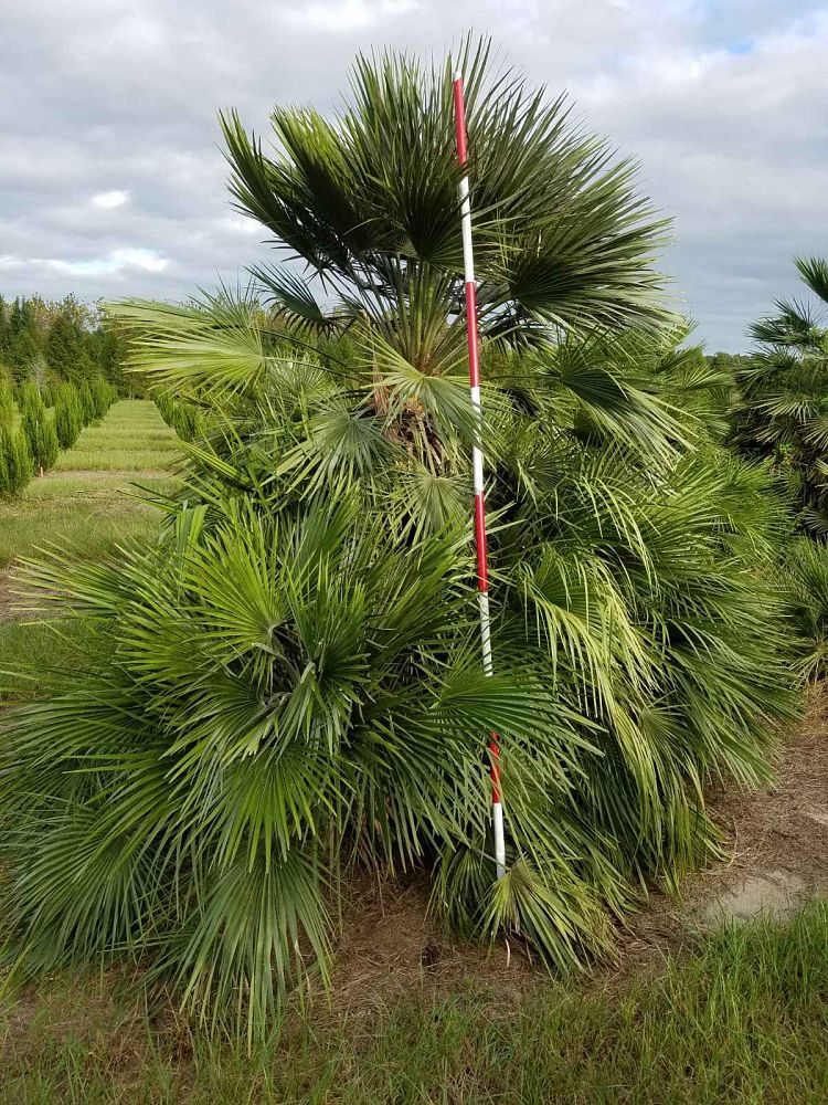 chamaerops-humilis-european-fan-palm-mediterranean-fan-palm