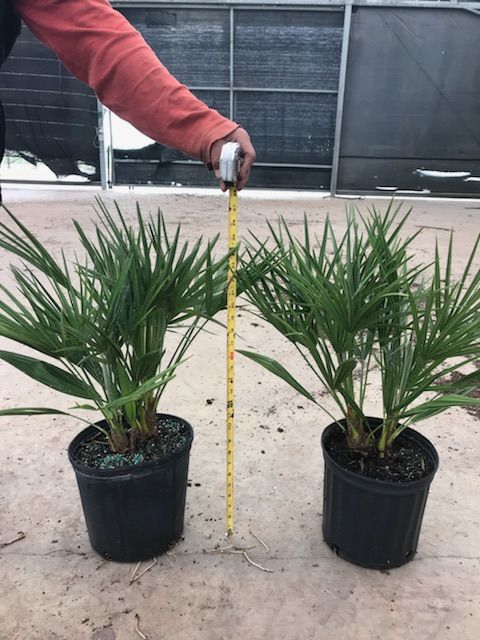chamaerops-humilis-european-fan-palm-mediterranean-fan-palm