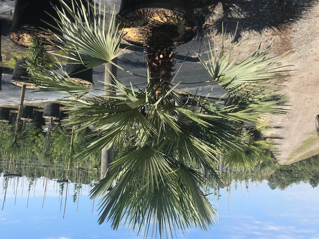 chamaerops-humilis-european-fan-palm-mediterranean-fan-palm