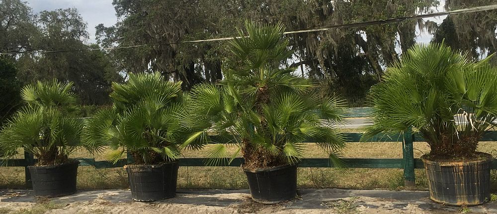 chamaerops-humilis-european-fan-palm-mediterranean-fan-palm