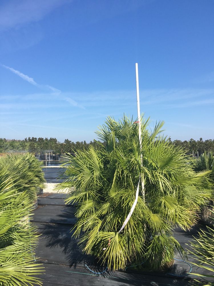 chamaerops-humilis-european-fan-palm-mediterranean-fan-palm