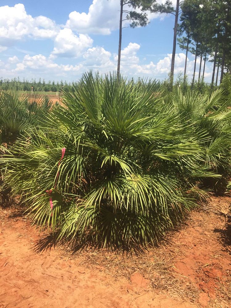 chamaerops-humilis-european-fan-palm-mediterranean-fan-palm