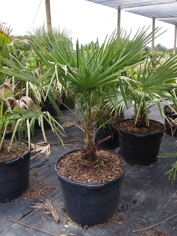 chamaerops-humilis-european-fan-palm-mediterranean-fan-palm