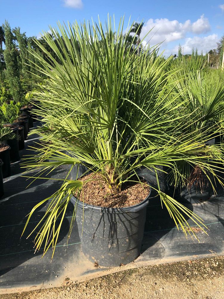 chamaerops-humilis-european-fan-palm-mediterranean-fan-palm