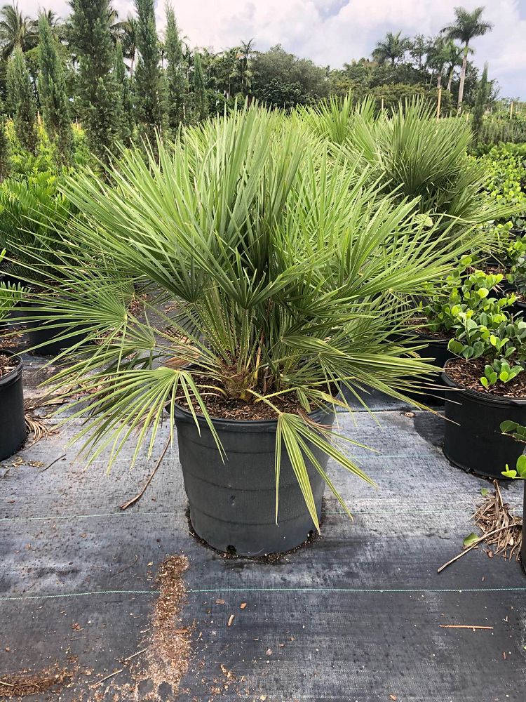 chamaerops-humilis-european-fan-palm-mediterranean-fan-palm