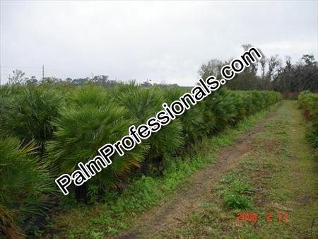 chamaerops-humilis-european-fan-palm-mediterranean-fan-palm
