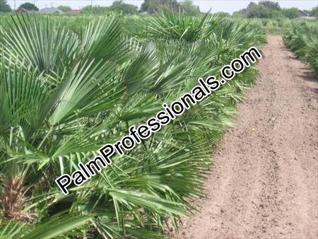 chamaerops-humilis-european-fan-palm-mediterranean-fan-palm