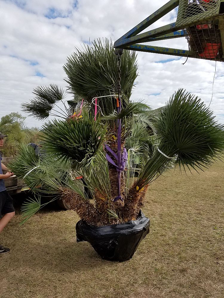 chamaerops-humilis-european-fan-palm-mediterranean-fan-palm