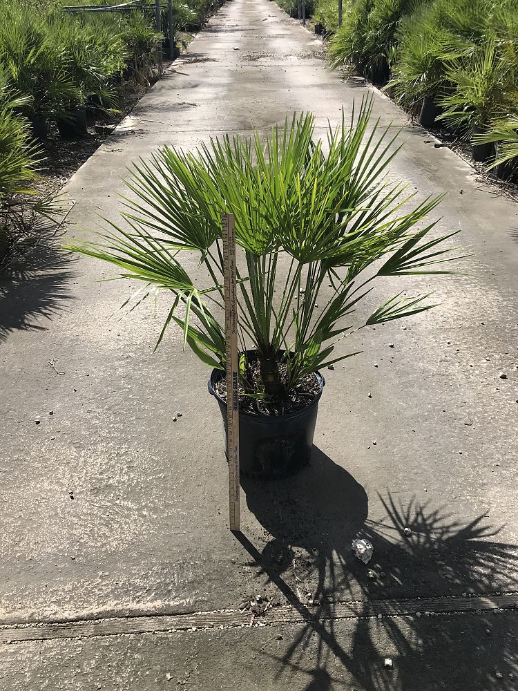 chamaerops-humilis-european-fan-palm-mediterranean-fan-palm
