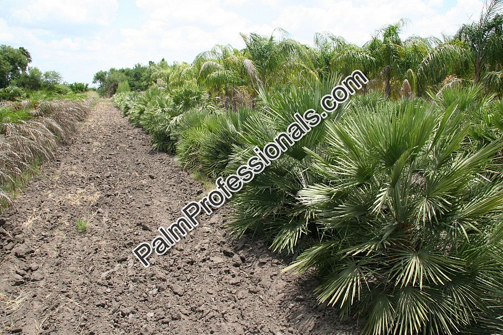 chamaerops-humilis-european-fan-palm-mediterranean-fan-palm