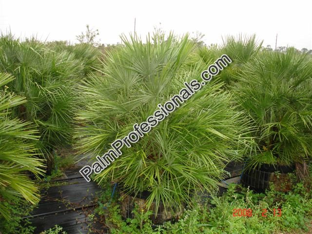 chamaerops-humilis-european-fan-palm-mediterranean-fan-palm
