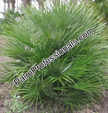chamaerops-humilis-european-fan-palm-mediterranean-fan-palm