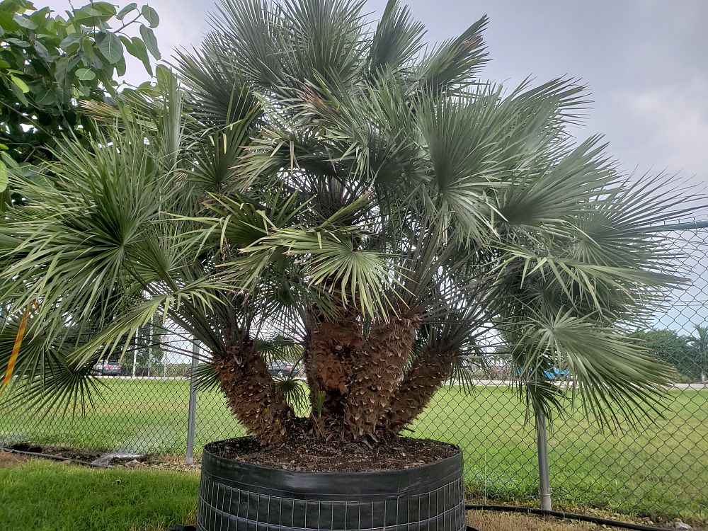 Specimens Galore Inc