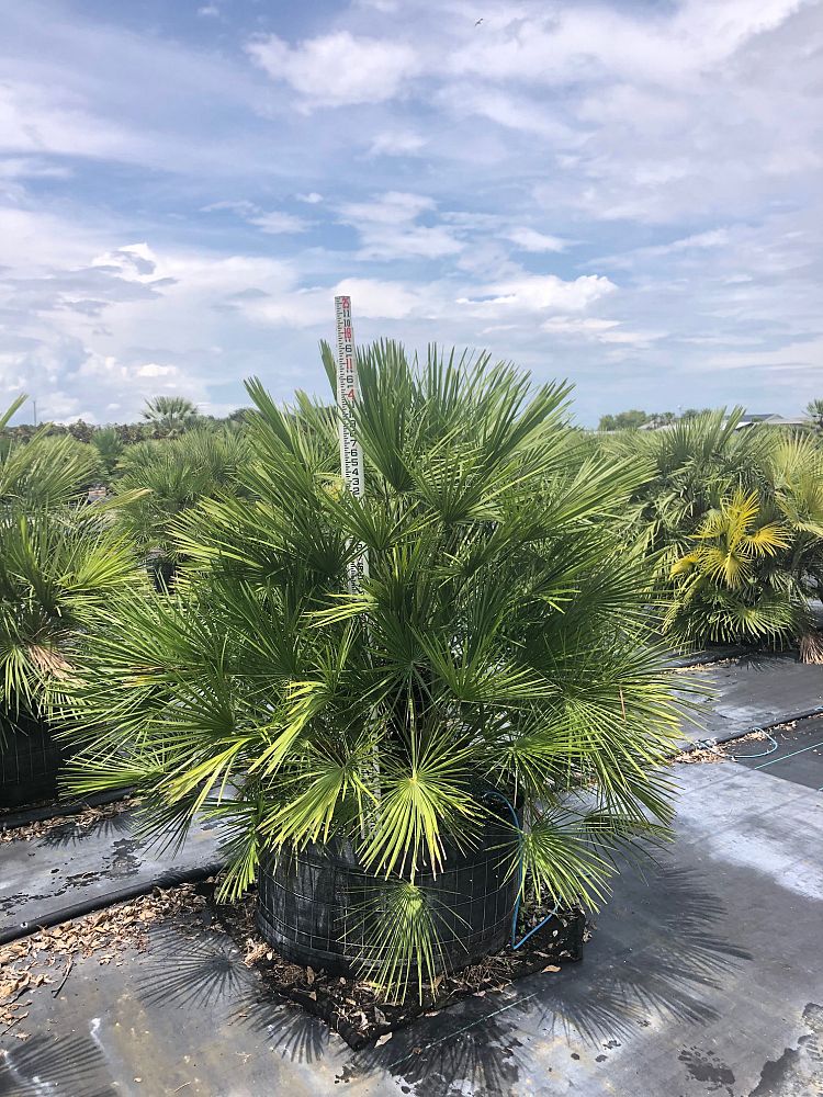 chamaerops-humilis-european-fan-palm-mediterranean-fan-palm