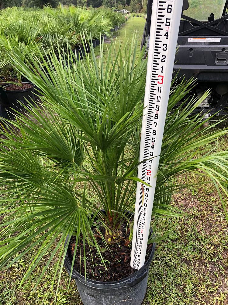 chamaerops-humilis-european-fan-palm-mediterranean-fan-palm