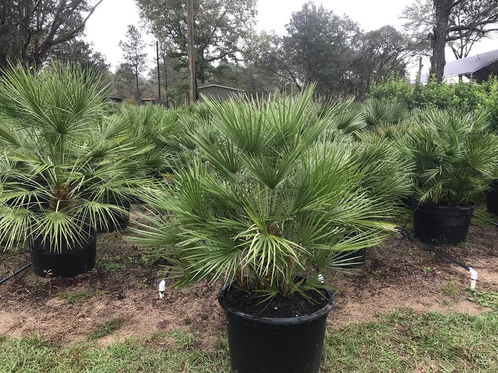 chamaerops-humilis-european-fan-palm-mediterranean-fan-palm