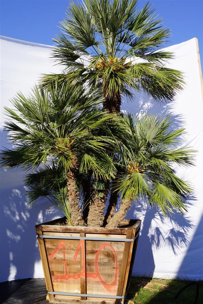 chamaerops-humilis-european-fan-palm-mediterranean-fan-palm