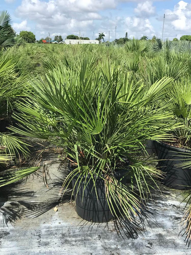 chamaerops-humilis-european-fan-palm-mediterranean-fan-palm