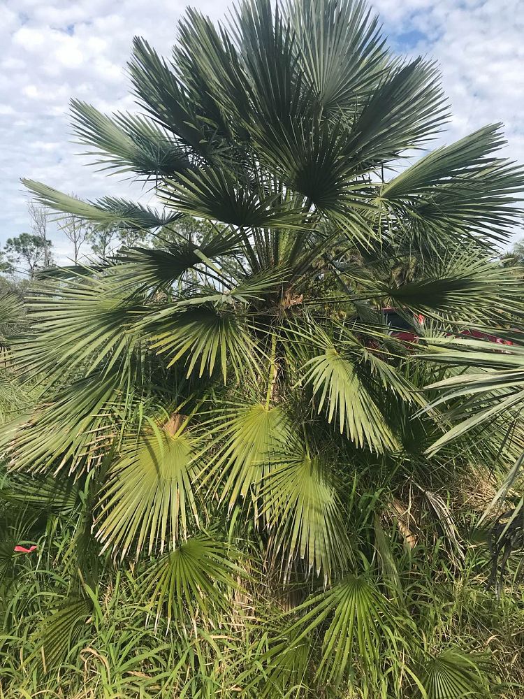 chamaerops-humilis-european-fan-palm-mediterranean-fan-palm